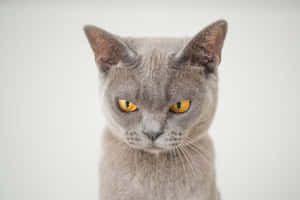 ภาพ Grumpy Cat — MacBook Pro M2 วอลเปเปอร์