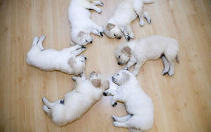 ลูกสุนัขสีขาวน่ารักบนพื้น