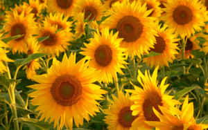 แสงแดดแผ่กระจาย - วอลเปเปอร์สีเหลืองสวยงาม — สุนทรียภาพสีเหลือง วอลเปเปอร์