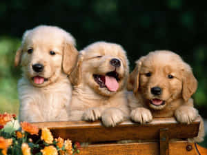 รูปภาพลูกหมาที่น่ารัก