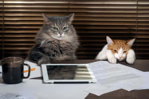 ภาพ Grumpy Cat — MacBook Air M3 วอลเปเปอร์