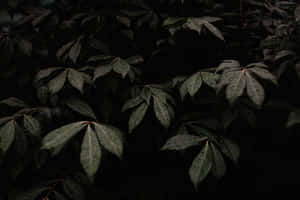 ภาพสวยสไตล์สีเขียวเข้ม — เขียวเข้มสวยงาม วอลเปเปอร์