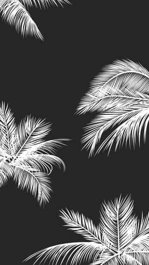 ไอโฟนสีขาวดำสวยงาม — เรียบง่าย วอลเปเปอร์