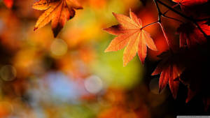 ใบไม้สีแดงส้มของต้นเมเปิ้ลในช่วงฤดูใบไม้ร่วง