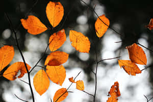 พื้นหลังใบไม้ร่วงสวยงาม — สุนทรียภาพแห่งฤดูใบไม้ร่วง วอลเปเปอร์