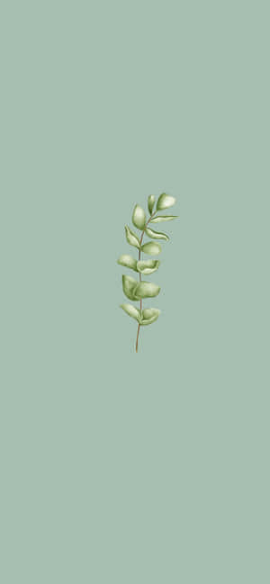 Sage Green Aesthetic pictures — iPhone 16 Pro Max วอลเปเปอร์