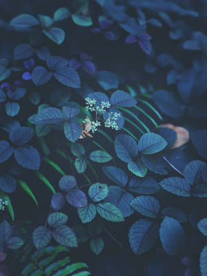 ใบไม้สีเขียวและม่วง Ios 13 — Floral iPhone วอลเปเปอร์