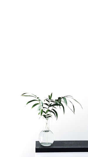 Aesthetic White图片 — สวยงามสีขาว วอลเปเปอร์